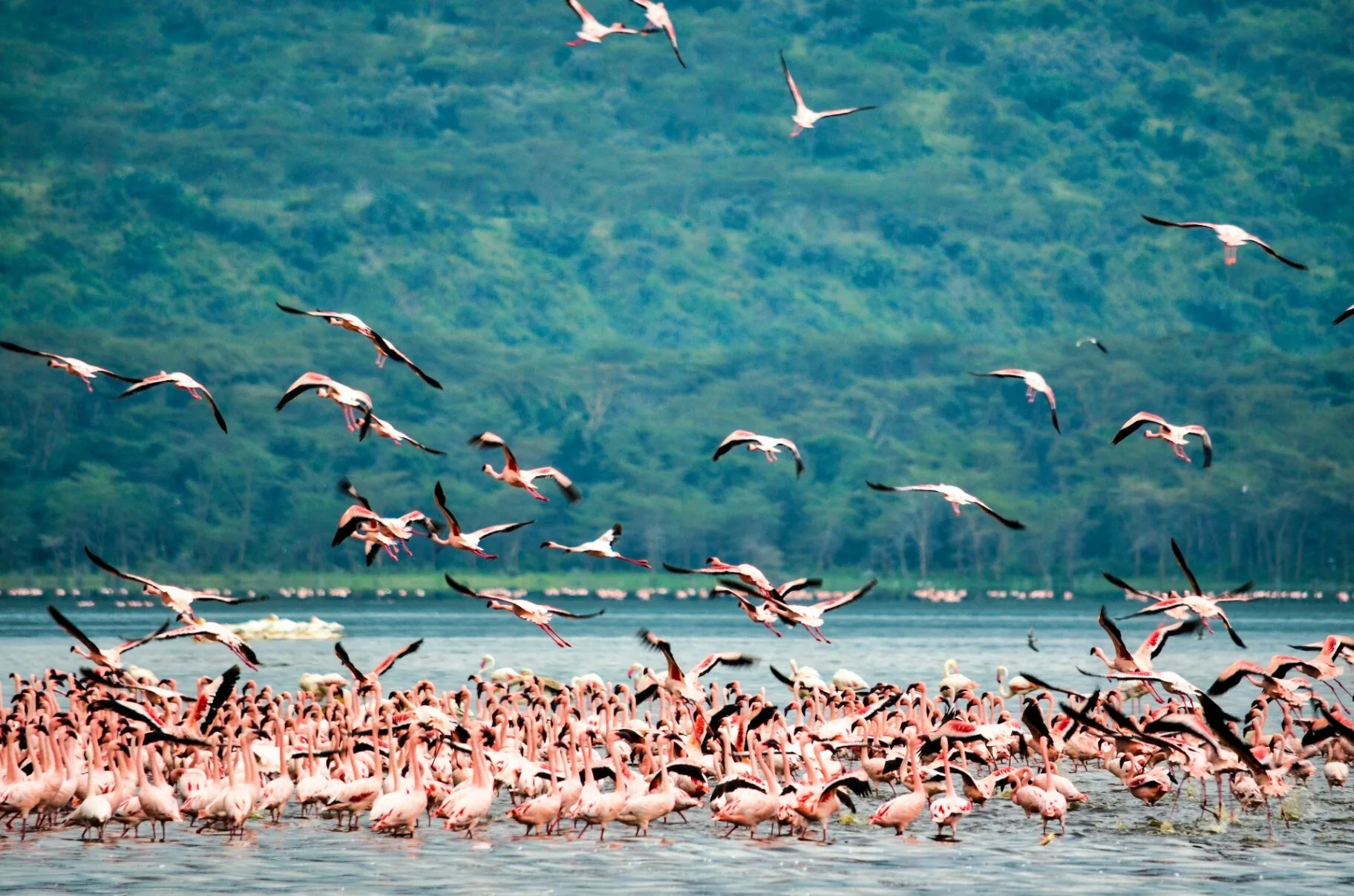 Thousands of flamingos at Lake Nakuru, Kenya