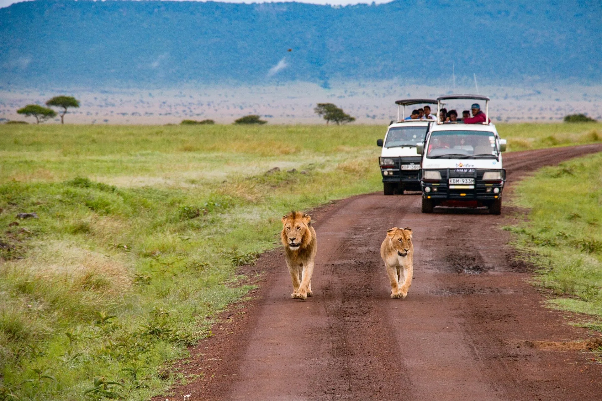 Safari in Kenya