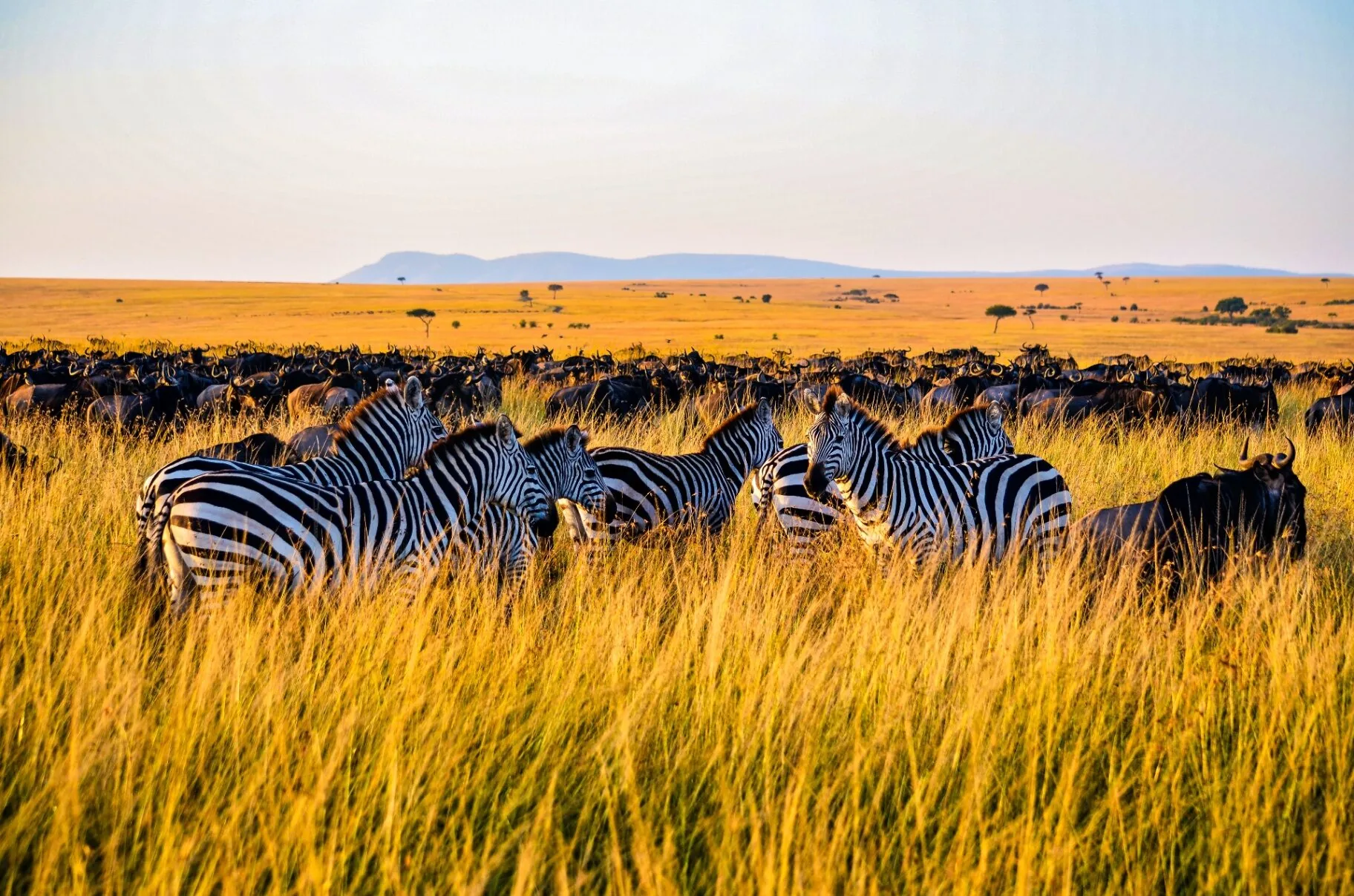 Zebras and wildebeest during the Great Migration in Kenya's Masai Mara